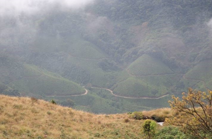 Eravikulam National Park