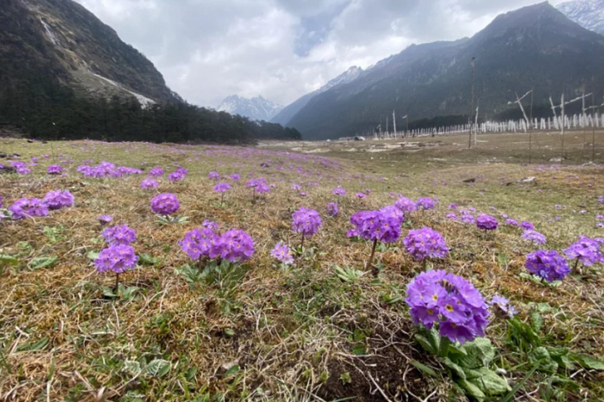 Yumthang Valley