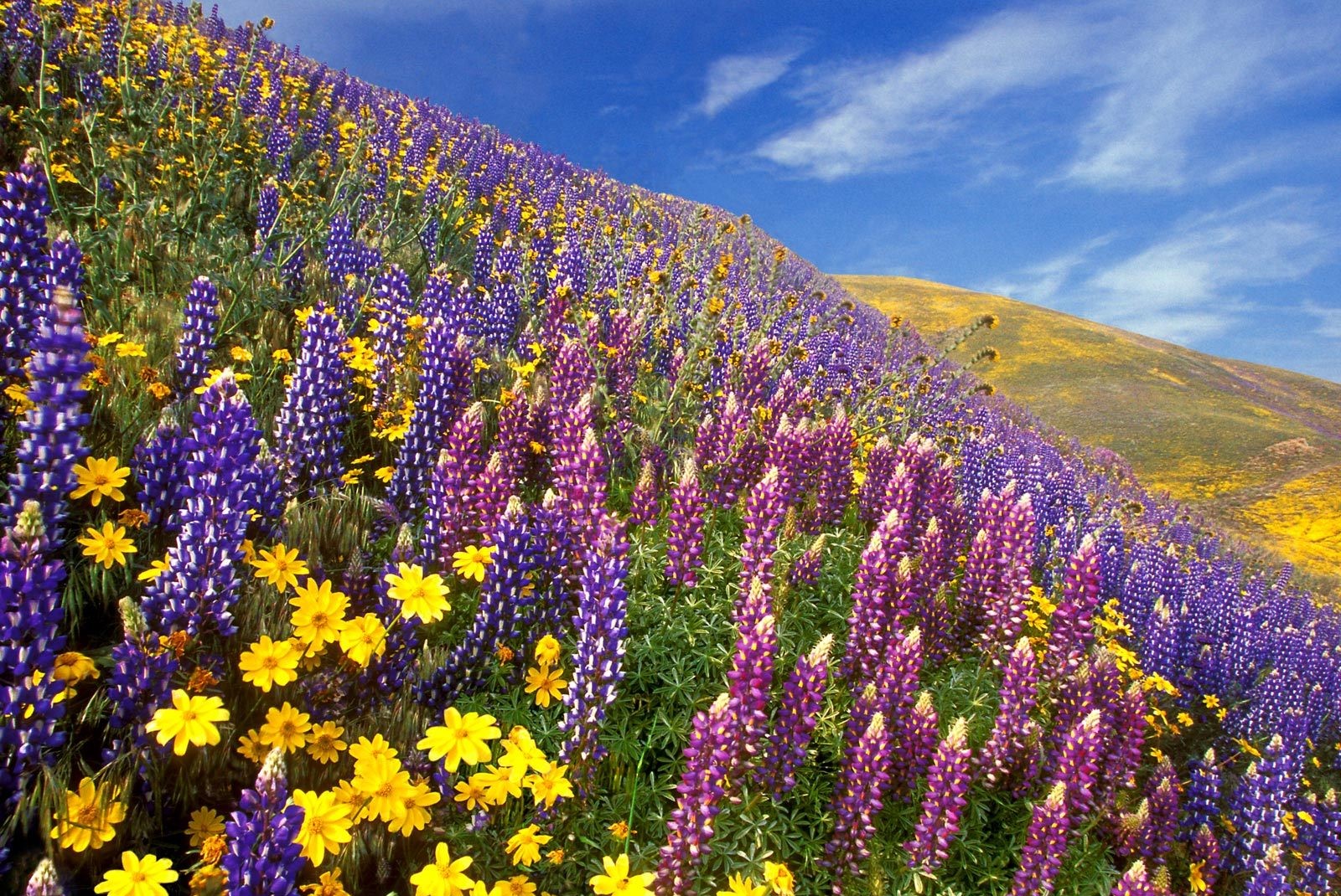 Yumthang Valley