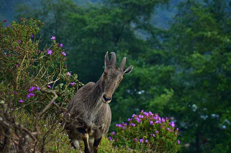 Eravikulam National Park