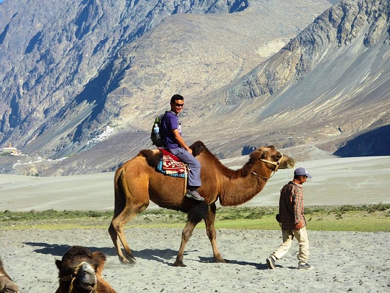 Bactrian Camel Ride