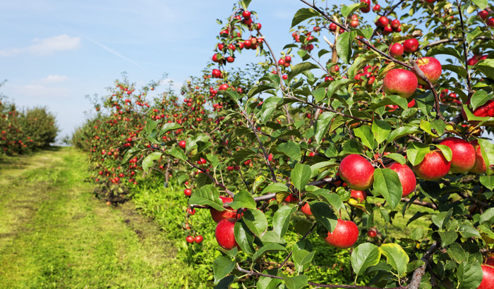 Apple Orchards